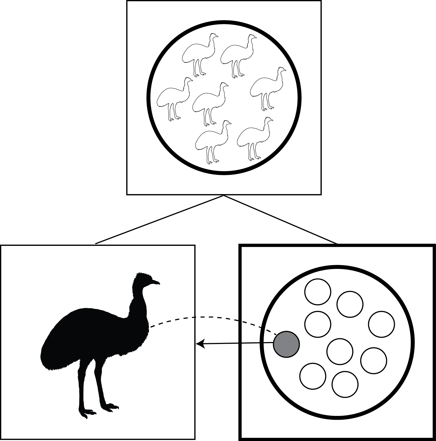 Emus This alt text needs work.